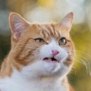 홍성종합동물병원 이미지