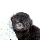 A. DOG(어독) 이미지