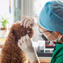 호평동물병원 이미지