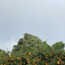 제주 올레길 2코스 | 제주 올레길 여행 - 2코스 : 광치기-온평 올레 / 짐옮김서비스 &#39;가방을 부탁해&#39; 후기