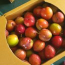 혜영농장 이미지