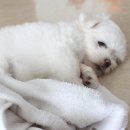 강아지 켄넬 이미지