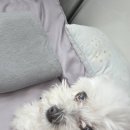 루이펫샵 네이버블로그