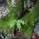 주천강강변자연휴양림 이미지