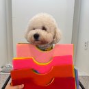 갈매독 애견유치원 이미지