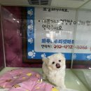 와우펫마트 이미지