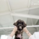 모델독켄넬 이미지