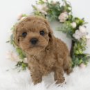 천안 고양이분양 도로시펫 이미지