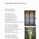 오르지 못할 나무에 번호 키까지 이미지
