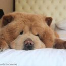 댕댕이# 이미지