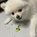 명랑견생 이미지