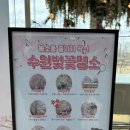 일월 | 수원 벚꽃 명소 일월수목원 방문후기(입장권 할인, 주차, 일월저수지 개화상태 등)