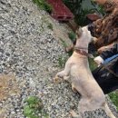 개미용중 이미지