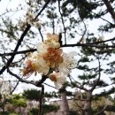 부경대대연캠퍼스구내안경점 | 부산 남구 매화 산수유 스팟 부경대 한어울터 봄나들이