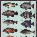 바다 물고기 종류 이미지