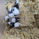 매산리 538 이미지