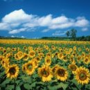 해바라기 이미지