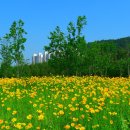 장미축제 이미지