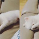 고양이세수 이미지