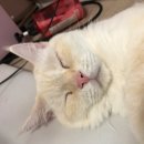 가온펫샵 이미지