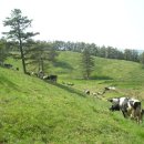 숲골목장 이미지