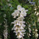 베이지 꽃 이미지