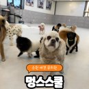 멍스데이 | 수원 애견 유치원: 강아지 훈련 잘하는 곳 <멍스스쿨>