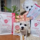 스마트덴탈 | 🐶✨ 알러지 걱정 없이 먹이는 강아지껌! 케어바이 덴탈껌 솔직 후기 ✨🐶
