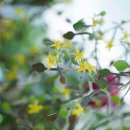 크로키아 이미지