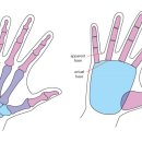 (Anatomy) Human Anatomy Fundamentals 04 이미지