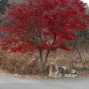 [ 11 월 27 일 ] 양산 통도사 단풍구경 둘레길 도보 사진 이미지