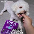 루시펫 | 강아지영양간식 엄청난 기호성 루시펫 힙 투비 스퀘어 치킨 호박 LI 도그 트릿 급여 후기