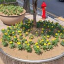 메리골드작은도서관 이미지