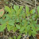 느릅나무 (뚝나무, Japanese Elm) 이미지