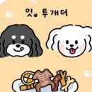 애견매니아 이미지