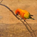 앵무새동물원 이미지