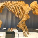 코끼리식품 이미지