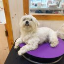 강아지는 미용빨 이미지