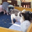 (주)시몬팜 이미지