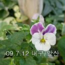 2009.7.12.비는오고 갈데라곤 앞산뿐 이미지