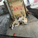 거양길-2 이미지