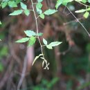 해변싸리Lespedeza maritima Nakai 이미지