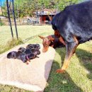 노블라인 도베르만 이미지