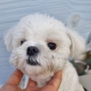 펫밀리샵 이미지