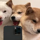차이한