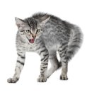 고양이미용 우다다냥 이미지