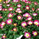 내곡동408 이미지