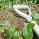 사선대농장 이미지