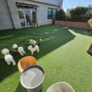 구름이네 애견미용 이미지