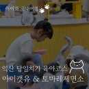 평동로3길 | [아이랑 익산 당일치기 코스] 익산 고양이 카페 아이캣유 &amp; 토마레제면소 방문 후기